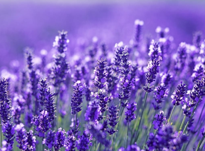 DATA LED: The most stunning botanical gardens in America